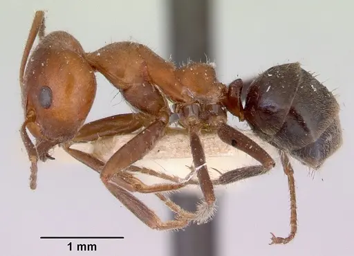 Iridomyrmex discors - CASENT0172053