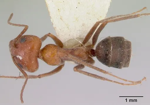 Iridomyrmex discors - CASENT0172054