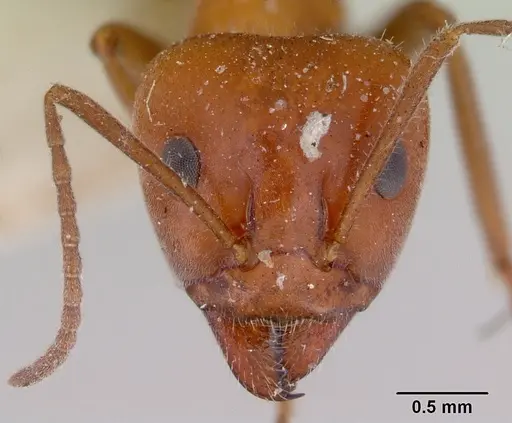 Iridomyrmex discors - CASENT0172054