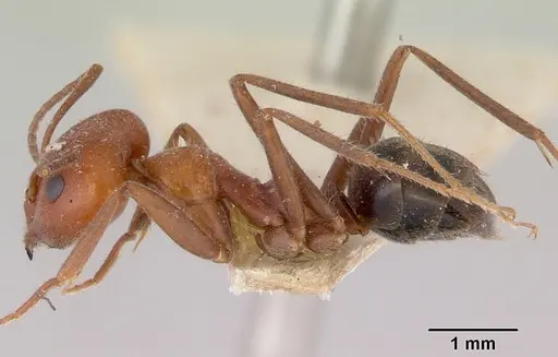 Iridomyrmex discors - CASENT0172054