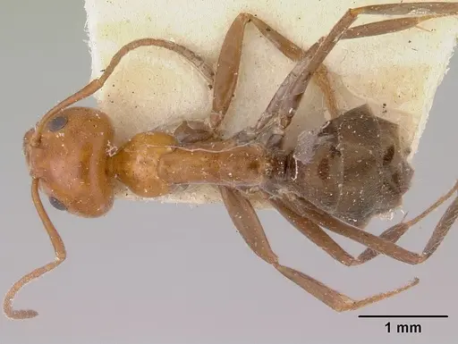 Iridomyrmex discors - CASENT0172055