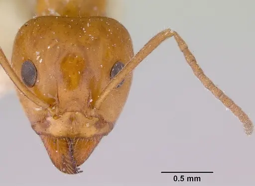 Iridomyrmex discors - CASENT0172055