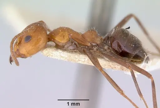 Iridomyrmex discors - CASENT0172055