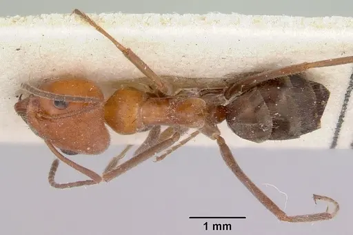 Iridomyrmex discors - CASENT0172056