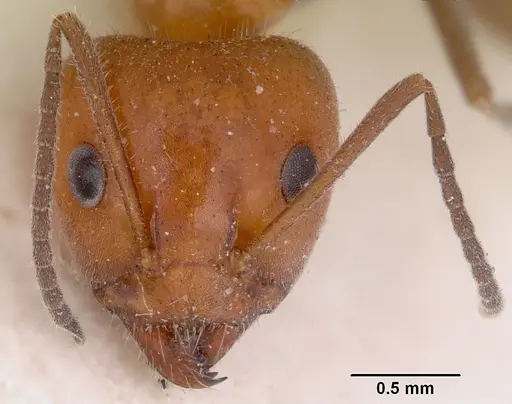 Iridomyrmex discors - CASENT0172056