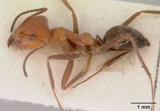 Iridomyrmex discors - CASENT0172056