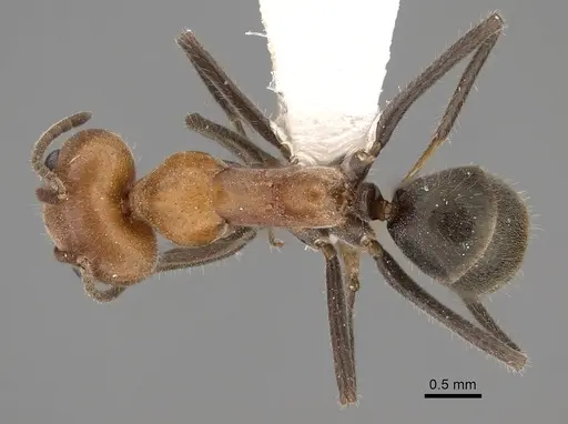 Iridomyrmex discors - CASENT0249729