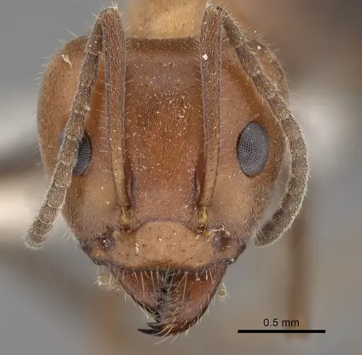 Iridomyrmex discors - CASENT0249729