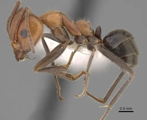 Iridomyrmex discors - CASENT0249729