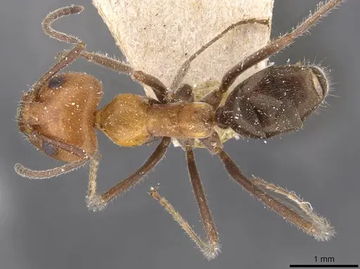 Iridomyrmex discors - CASENT0909523