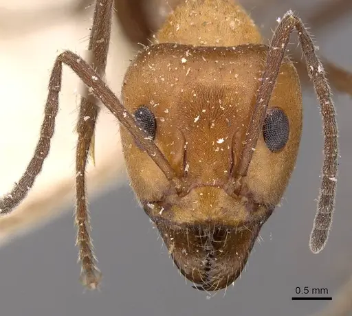 Iridomyrmex discors - CASENT0909523