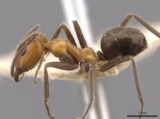 Iridomyrmex discors - CASENT0909523