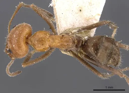 Iridomyrmex discors - CASENT0909524