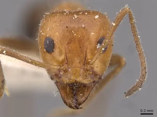 Iridomyrmex discors - CASENT0909524