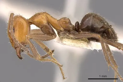 Iridomyrmex discors - CASENT0909524