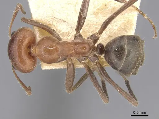 Iridomyrmex discors - CASENT0915580