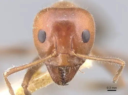 Iridomyrmex discors - CASENT0915580