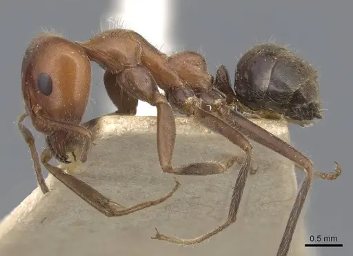 Iridomyrmex discors - CASENT0915580