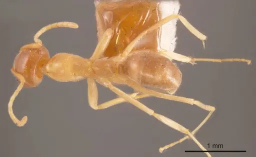 Iridomyrmex dromus specimen