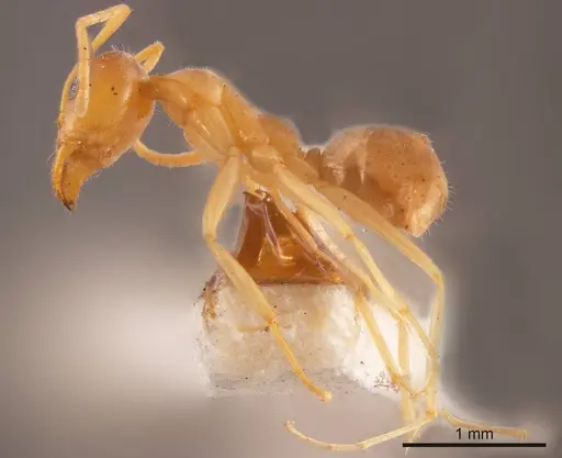 Iridomyrmex dromus specimen