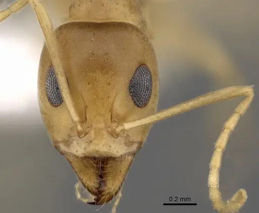 Iridomyrmex dromus - CASENT0249717