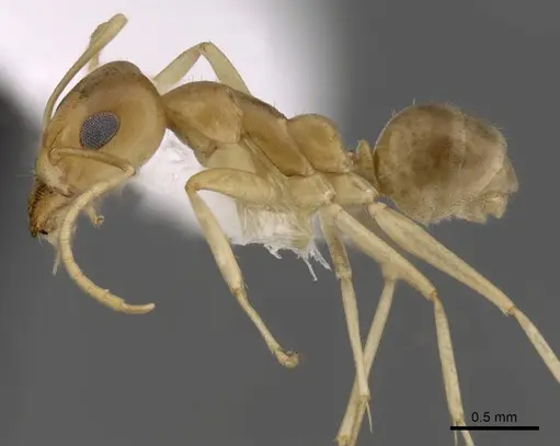 Iridomyrmex dromus - CASENT0249717