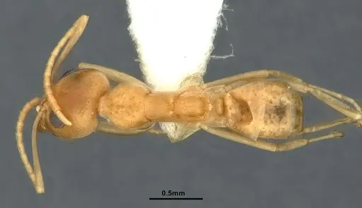 Iridomyrmex dromus - CASENT0886040