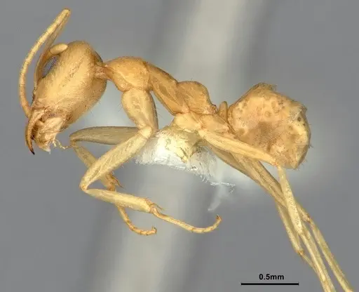 Iridomyrmex dromus - CASENT0886040