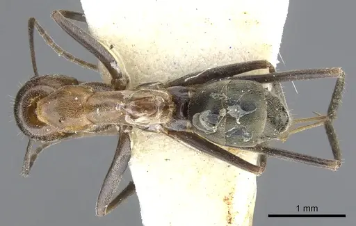 Iridomyrmex elongatus specimen