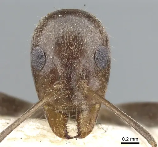 Iridomyrmex elongatus specimen