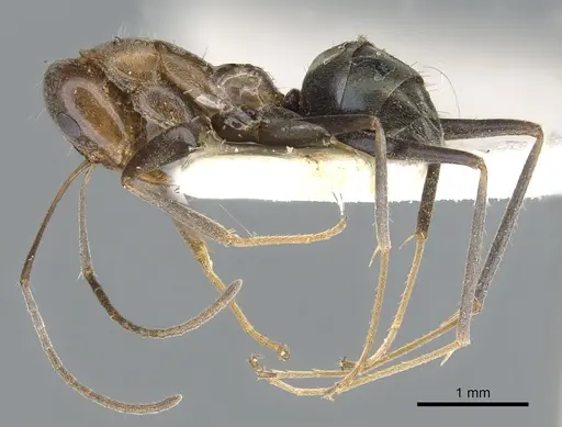 Iridomyrmex elongatus specimen