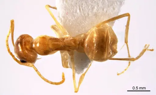 Iridomyrmex exsanguis specimen