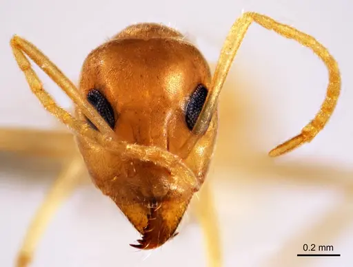 Iridomyrmex exsanguis specimen