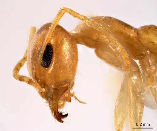 Iridomyrmex exsanguis specimen