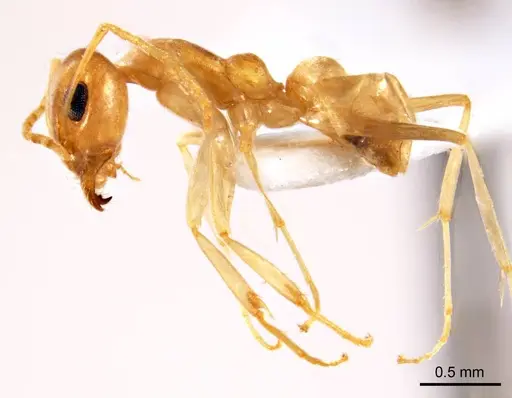 Iridomyrmex exsanguis - ANTWEB1008644