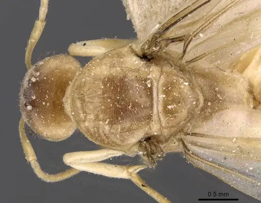 Iridomyrmex exsanguis - CASENT0909526