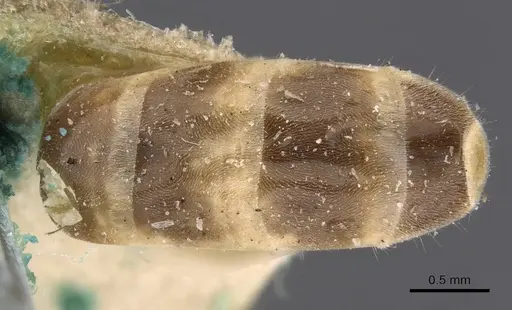 Iridomyrmex exsanguis - CASENT0909526