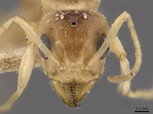 Iridomyrmex exsanguis - CASENT0909526