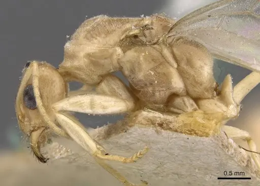 Iridomyrmex exsanguis - CASENT0909526