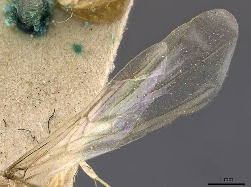 Iridomyrmex exsanguis - CASENT0909526