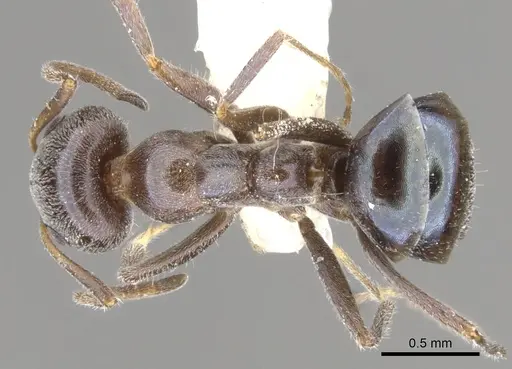 Iridomyrmex fulgens specimen