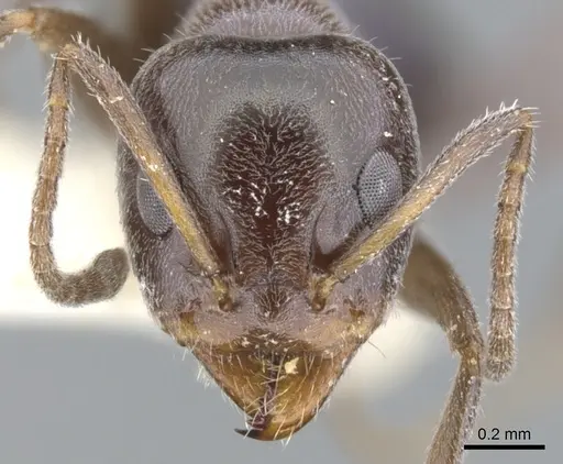 Iridomyrmex fulgens specimen