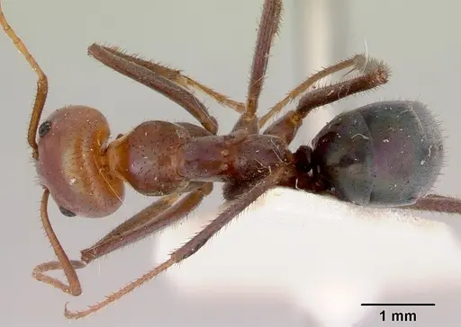 Iridomyrmex galbanus specimen