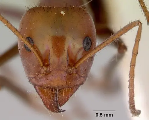 Iridomyrmex galbanus specimen