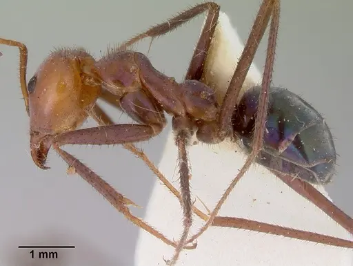 Iridomyrmex galbanus specimen