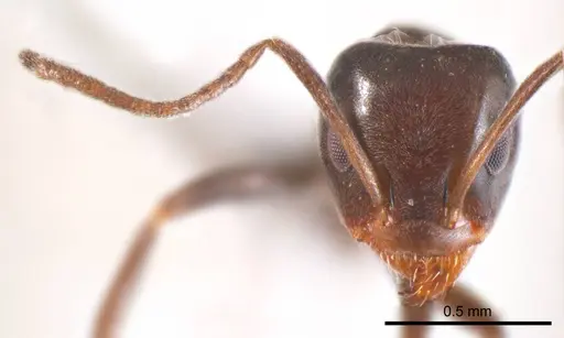 Iridomyrmex gibbus specimen