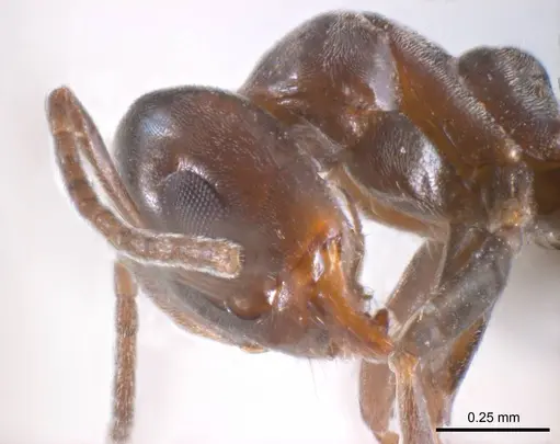 Iridomyrmex gibbus specimen
