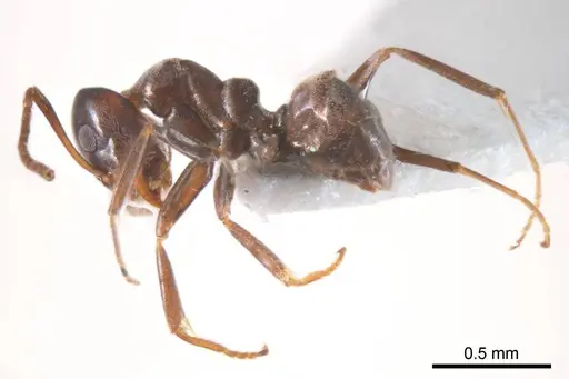 Iridomyrmex gibbus - ANTWEB1008645