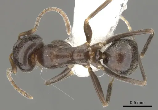 Iridomyrmex gibbus - CASENT0903104