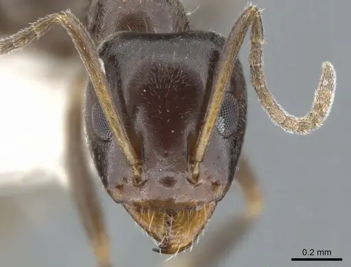 Iridomyrmex gibbus - CASENT0903104